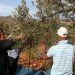 Yahudi yerleşimciler Filistinlilere ait yüzlerce zeytin ağacını ateşe verdi